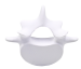 Vertebrae